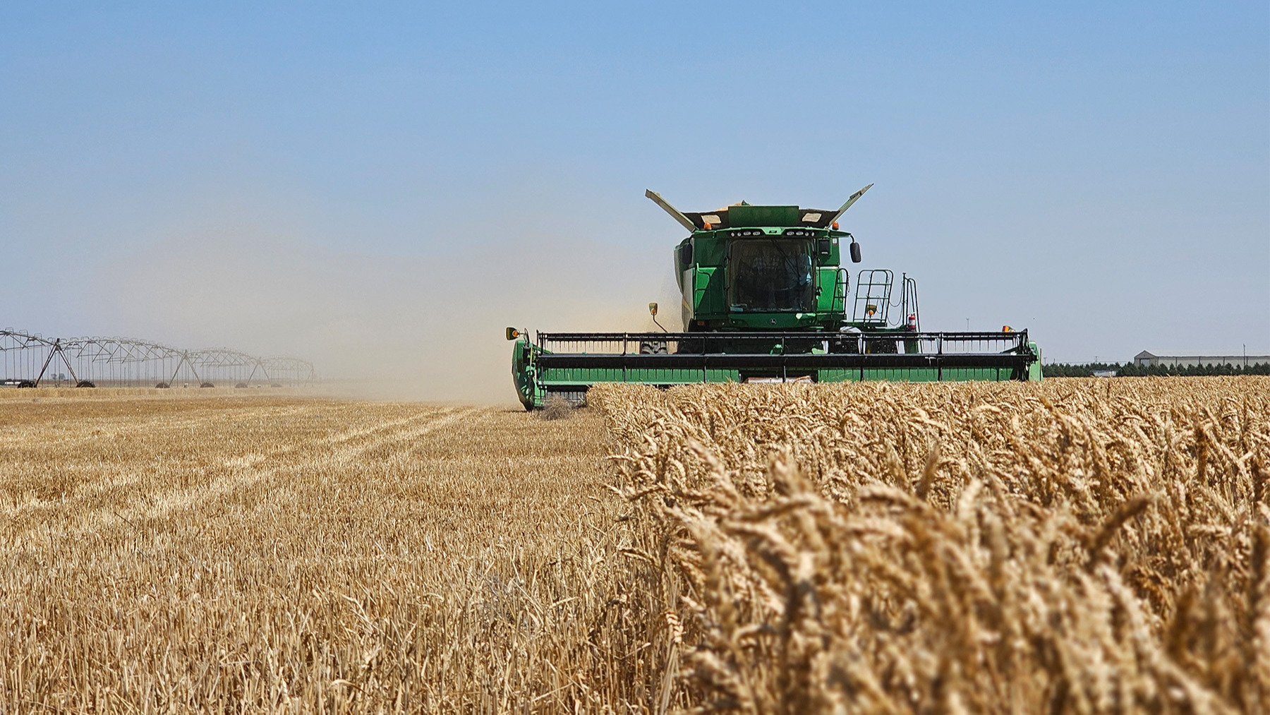 Domestic production to fully meet wheat demand